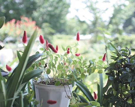 Owner's画像[観葉植物]